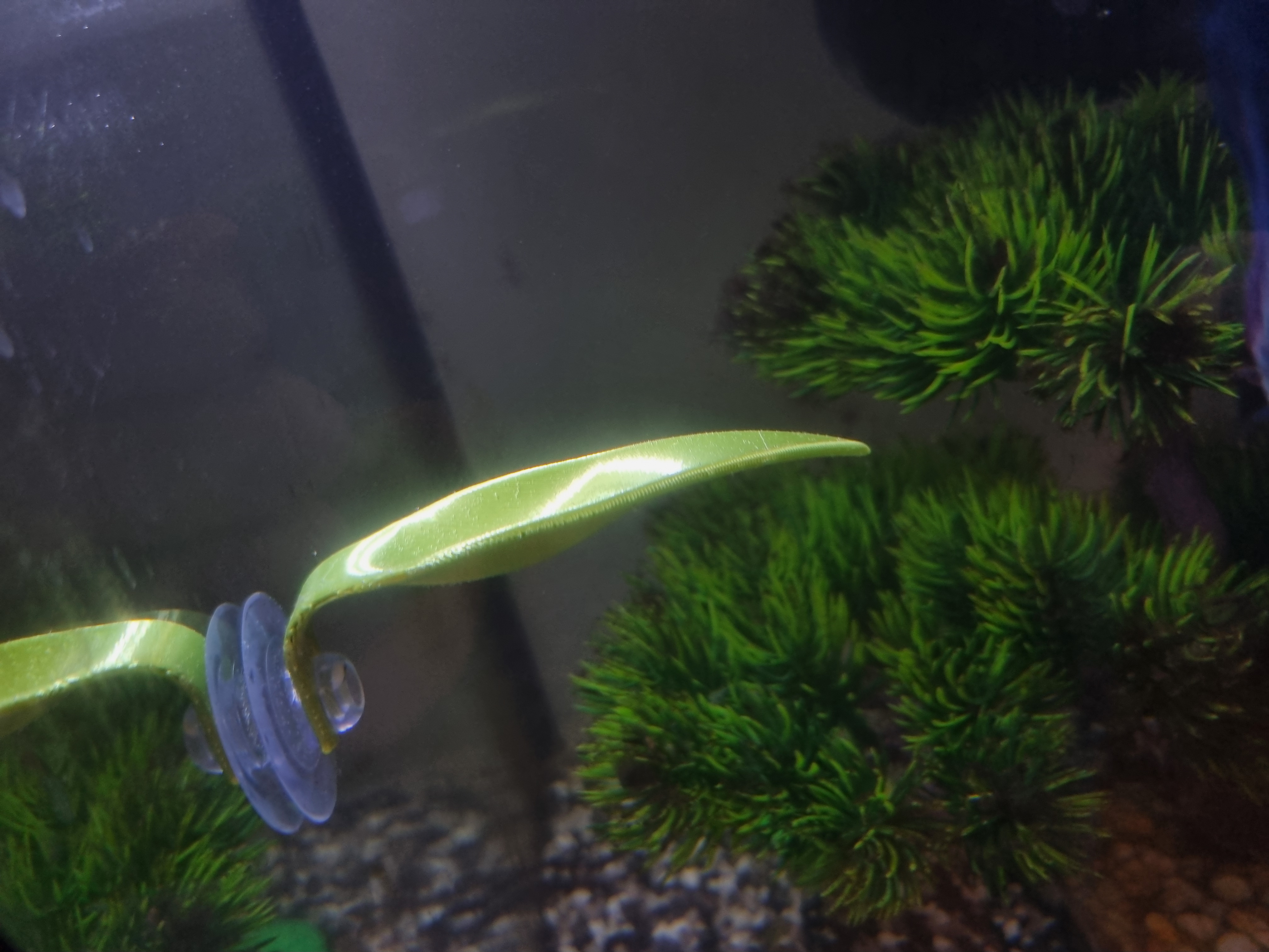 Miniatura 3 do modelo 3D Betta Fish Resting Leaf
