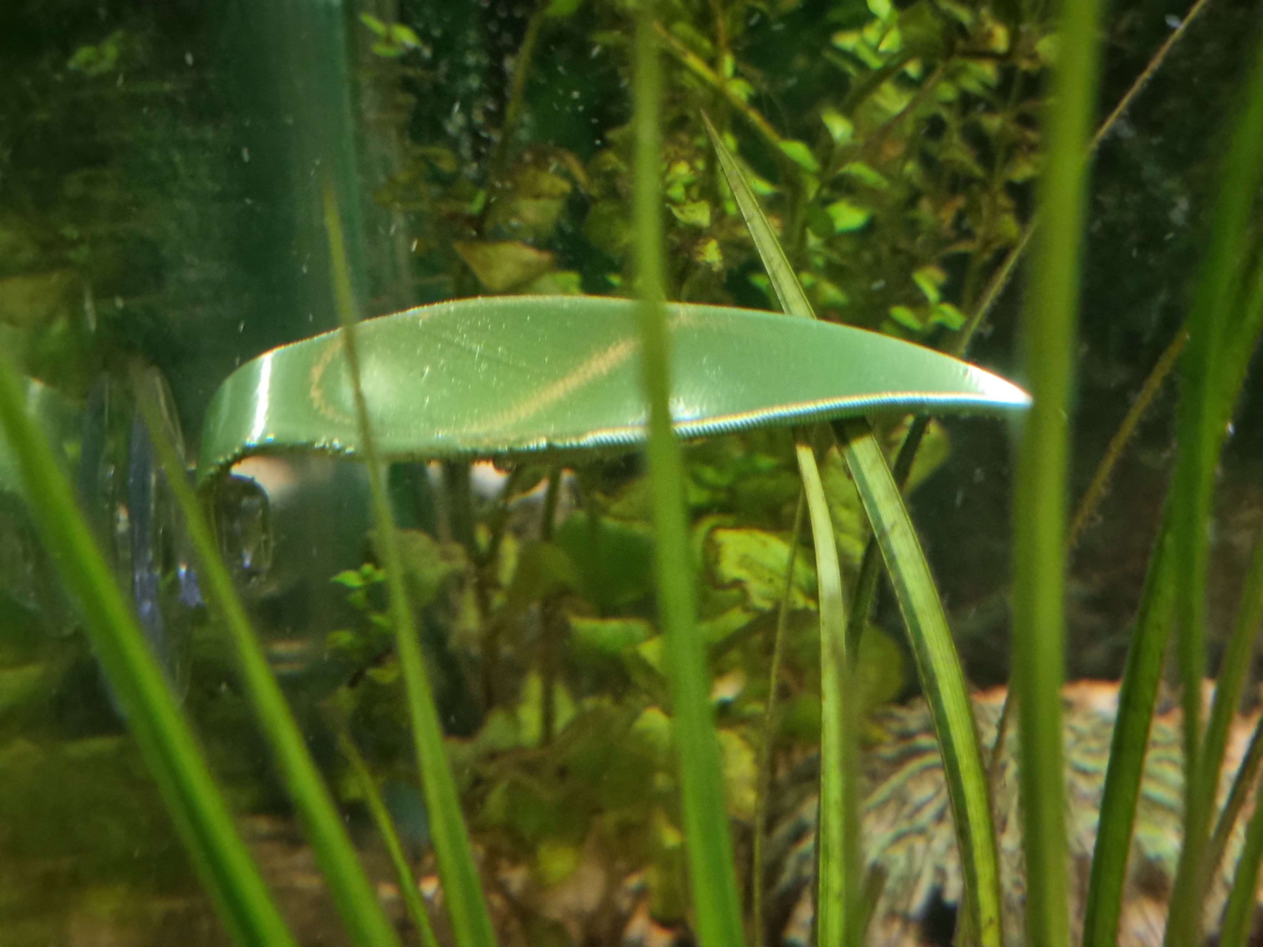 Miniatura 2 do modelo 3D Betta Fish Resting Leaf