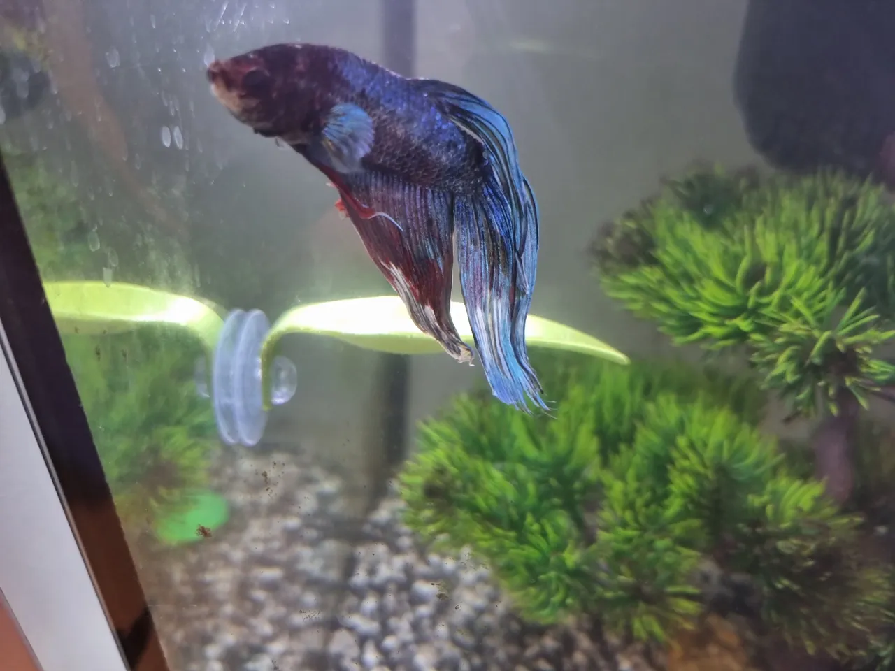 Betta resting outlet leaf