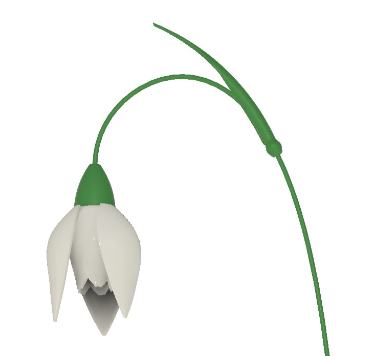 Schneeglöckchen / Snowdrop flower
