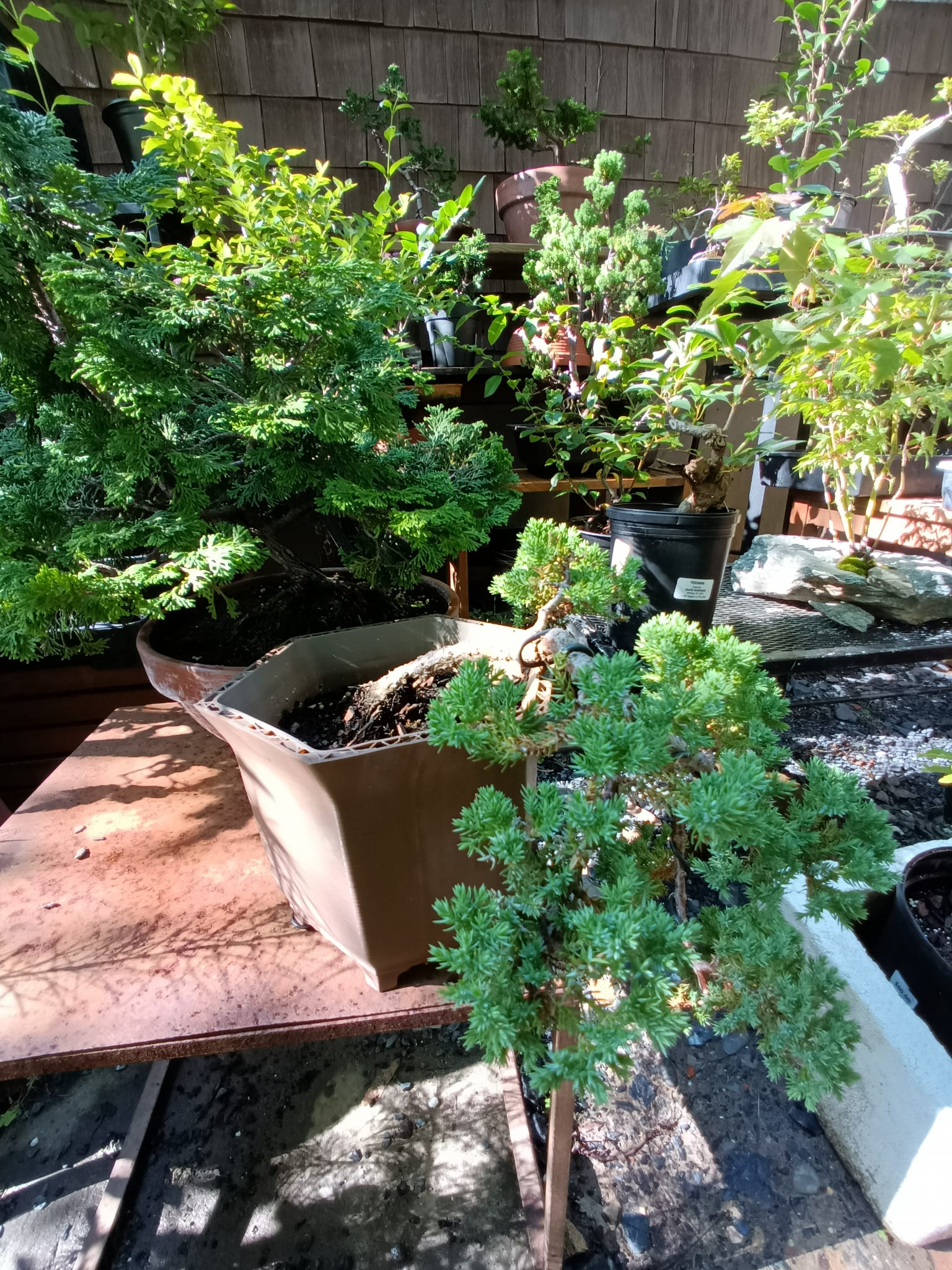 Miniatura 2 do modelo 3D Bonsai Pot