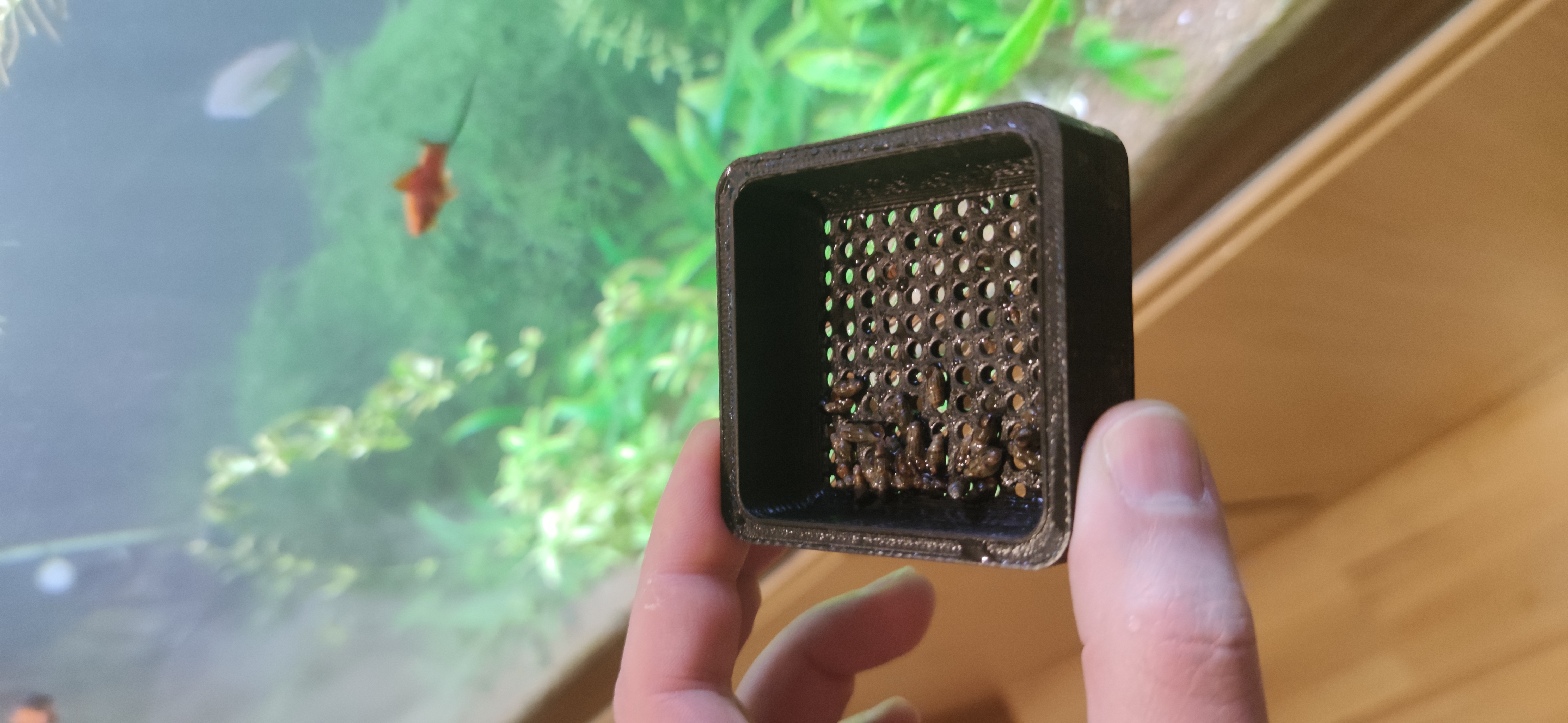 snail sieve — thumbnail 2