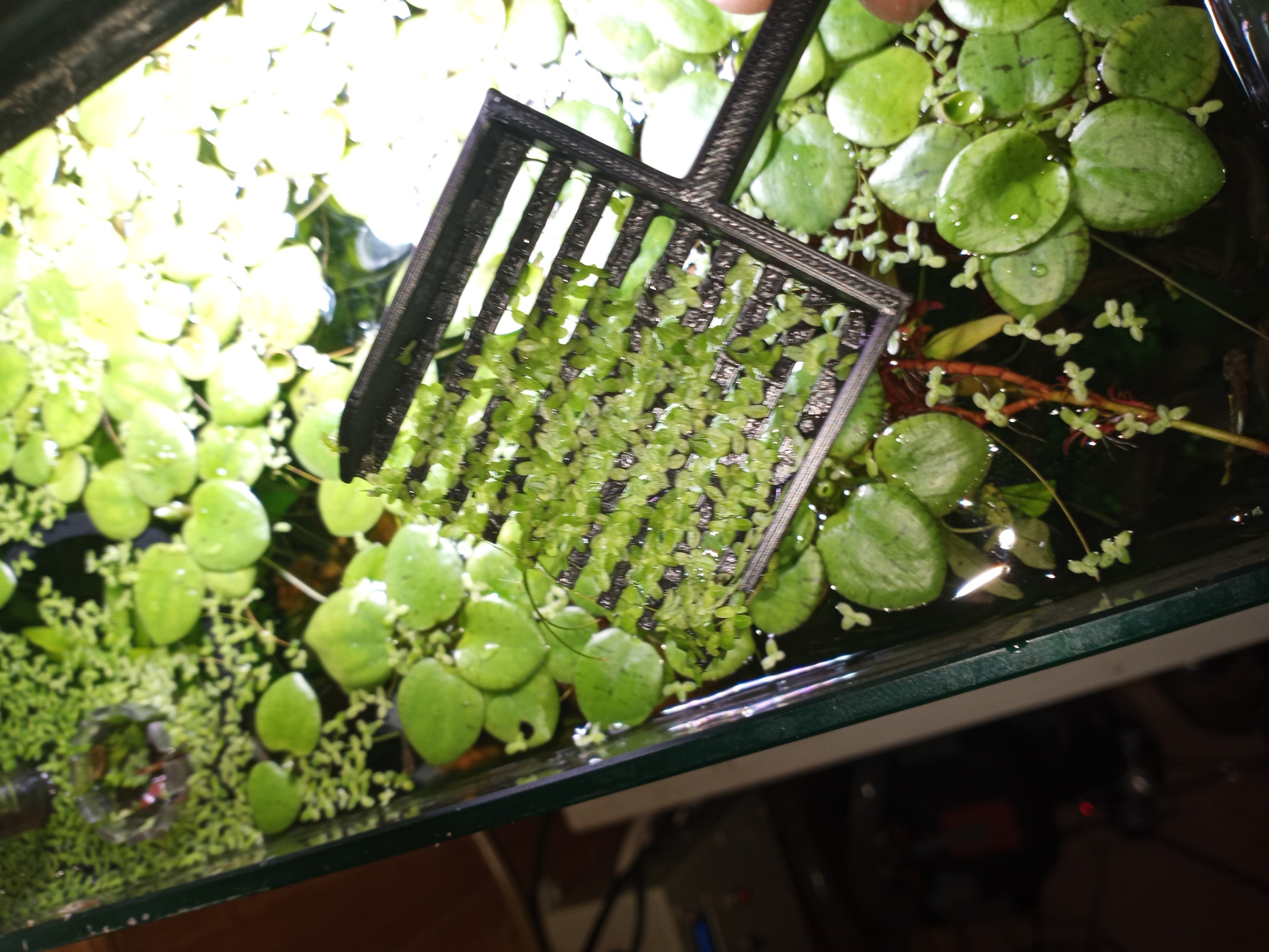 Aquarium floater remover