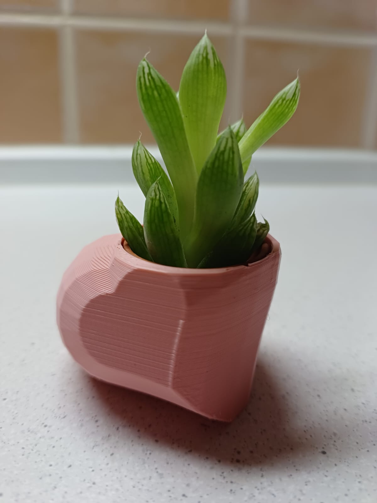 Heart shaped polygon planter with hole for IKEA Haworthia succulent