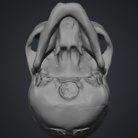 Real Human Scull 1:1 by Roman_3D | Download free STL model | Printables.com