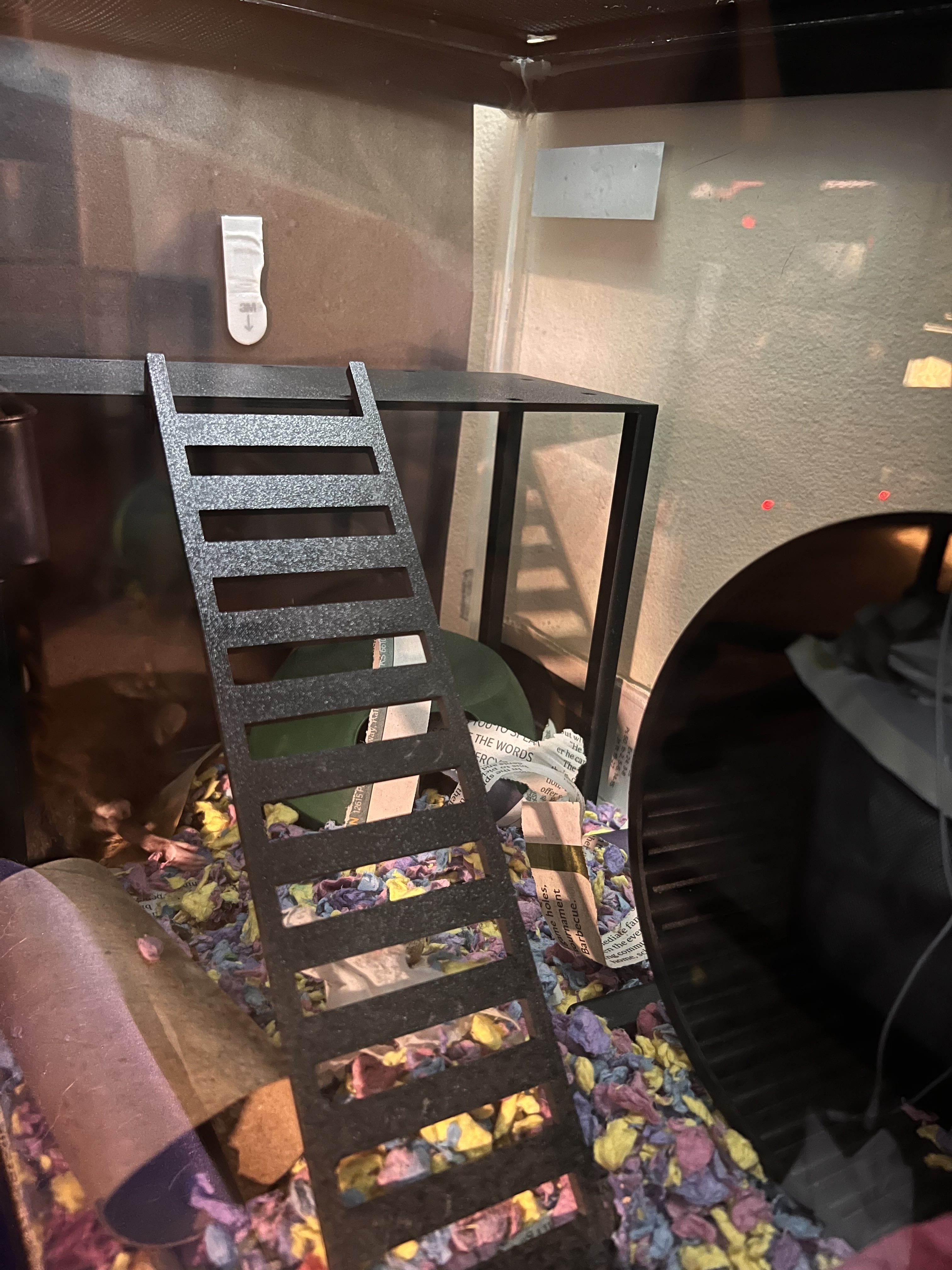 Rat Hamster or Mouse Platform with Ladder