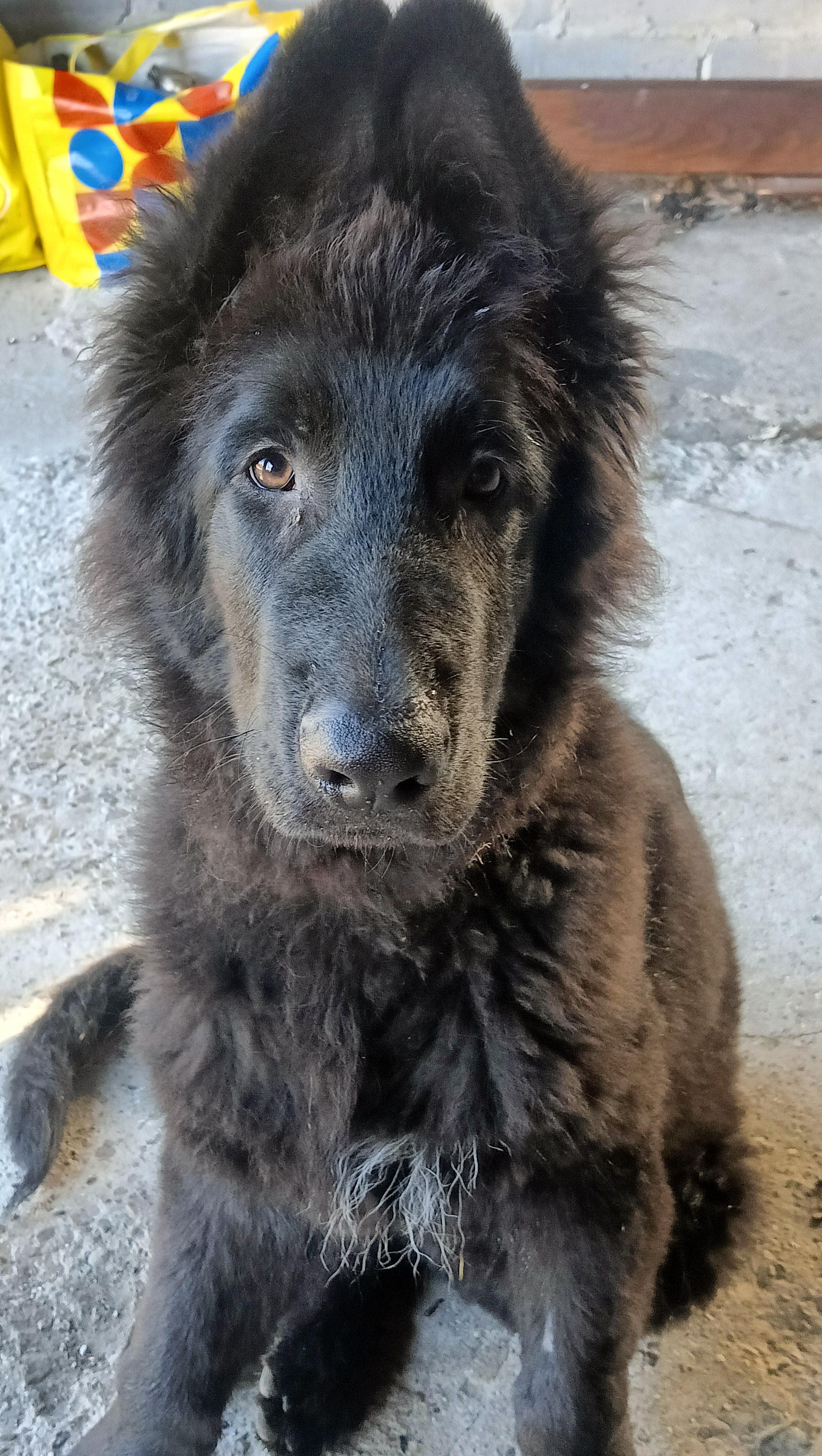 german shepard Harry