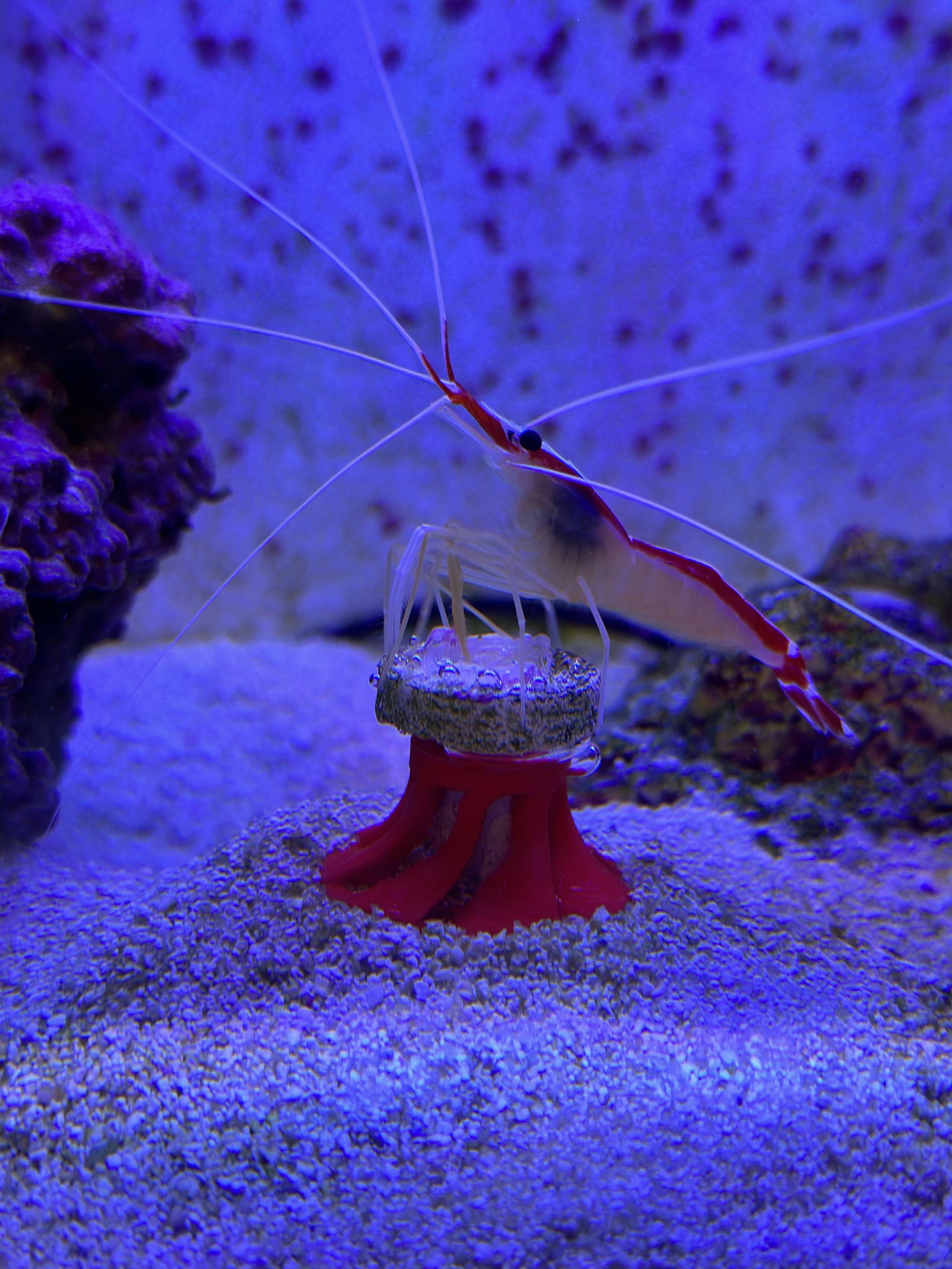 Frag Plug