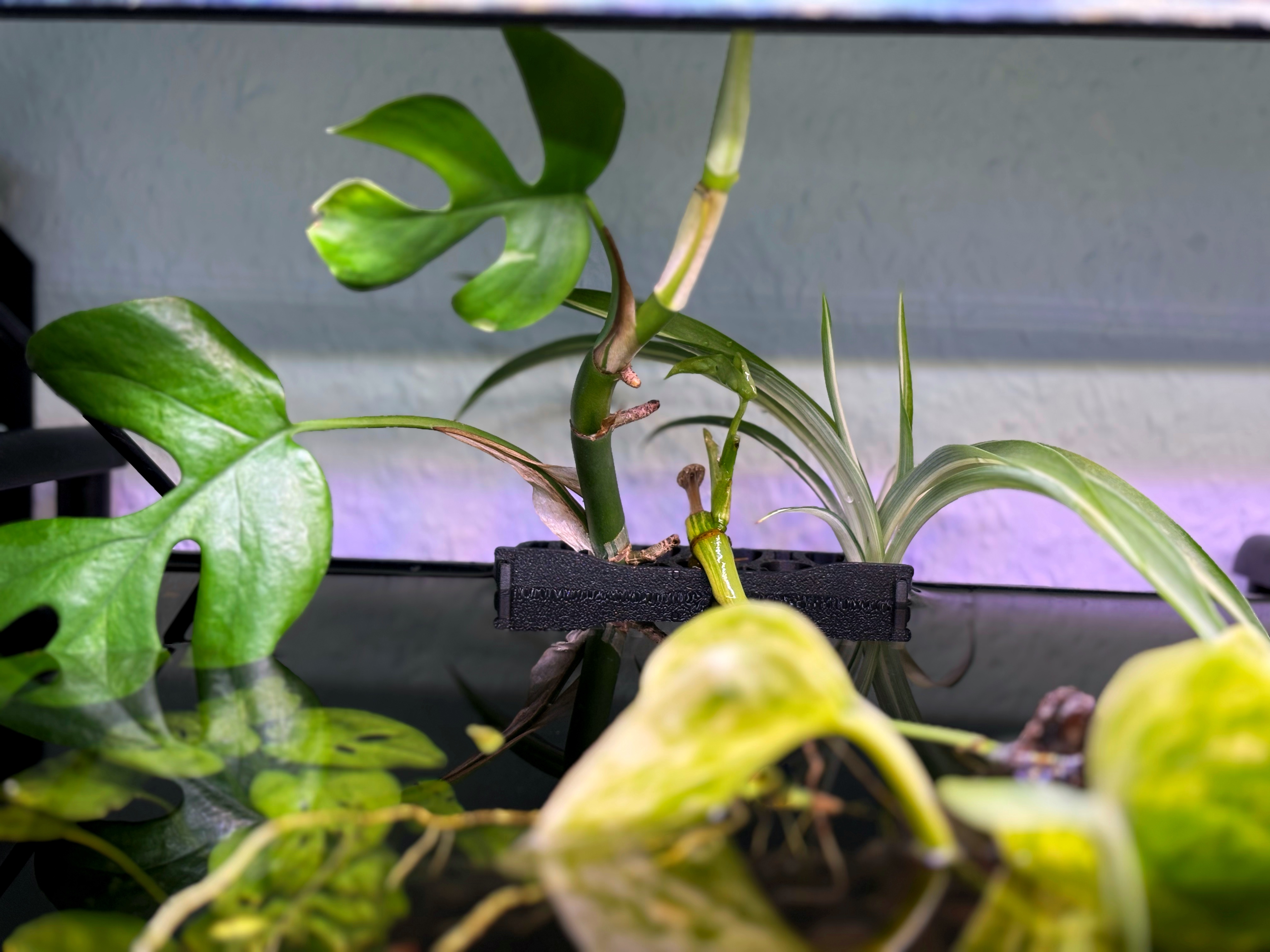 Plant holder