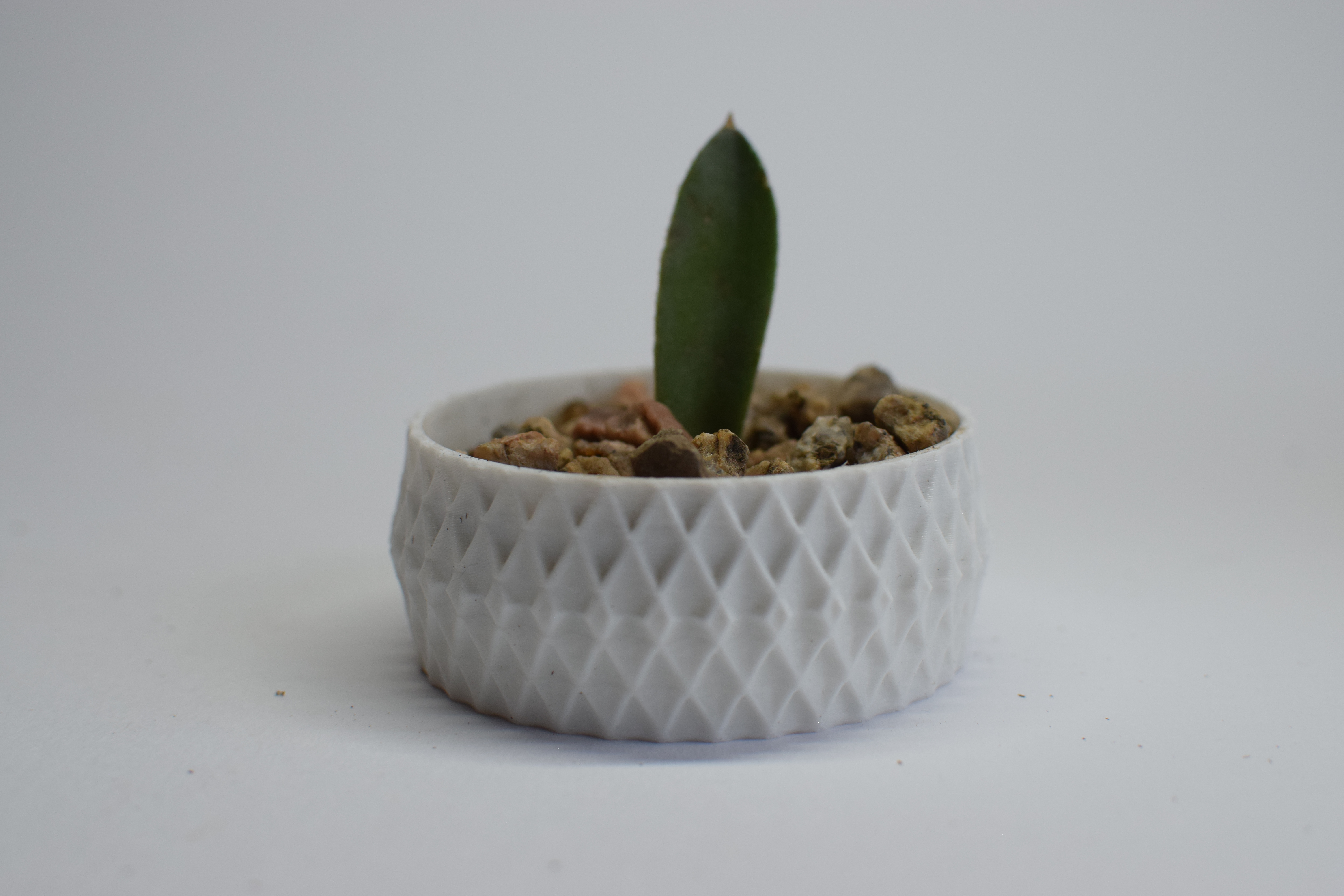 Succulent Pot