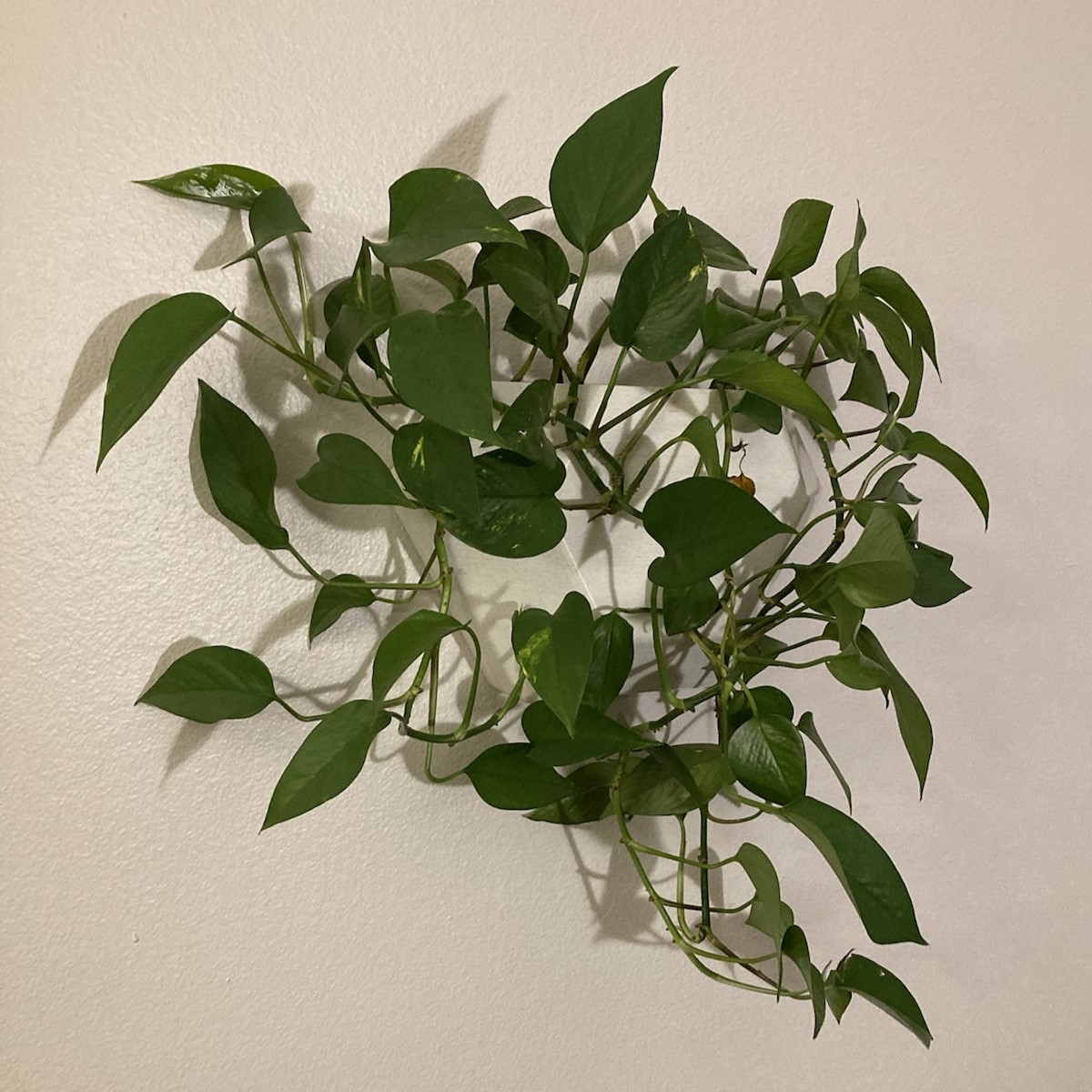 Wall Planter