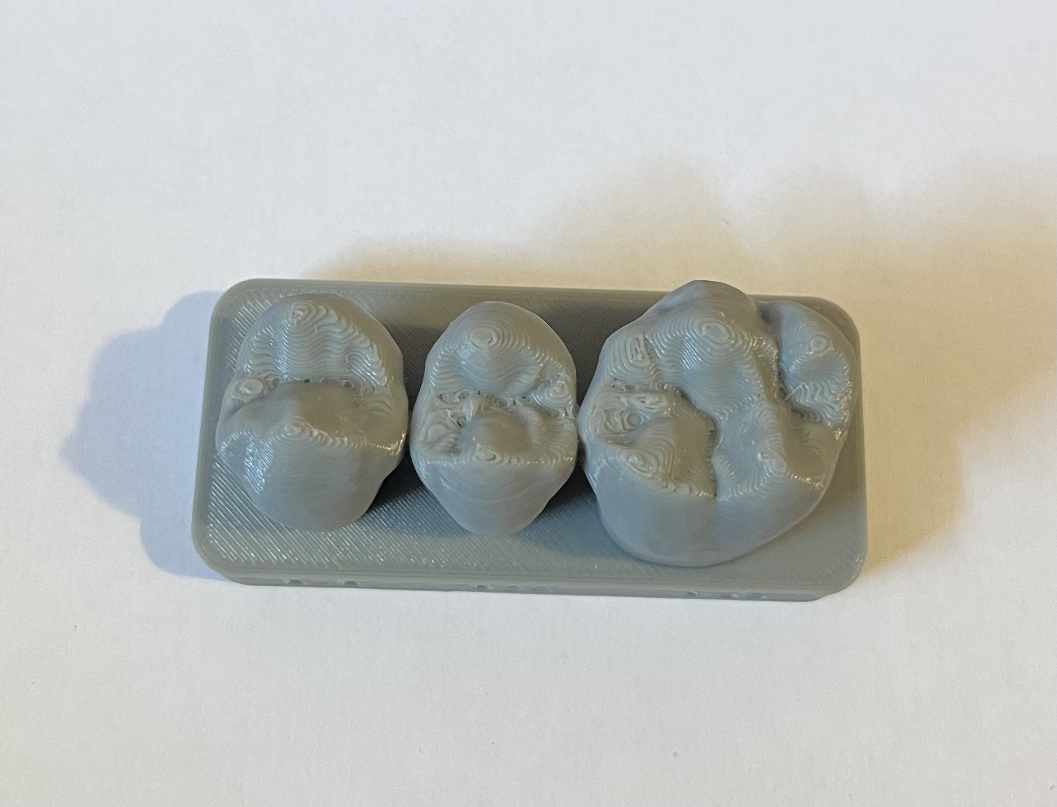 Upper and Lower Teeth morphology study models