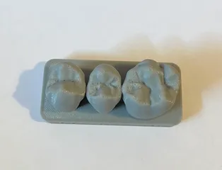 Upper and Lower Teeth morphology study models