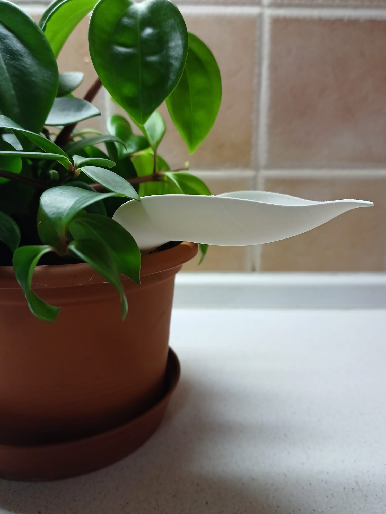 "Watering leaf" for big plants