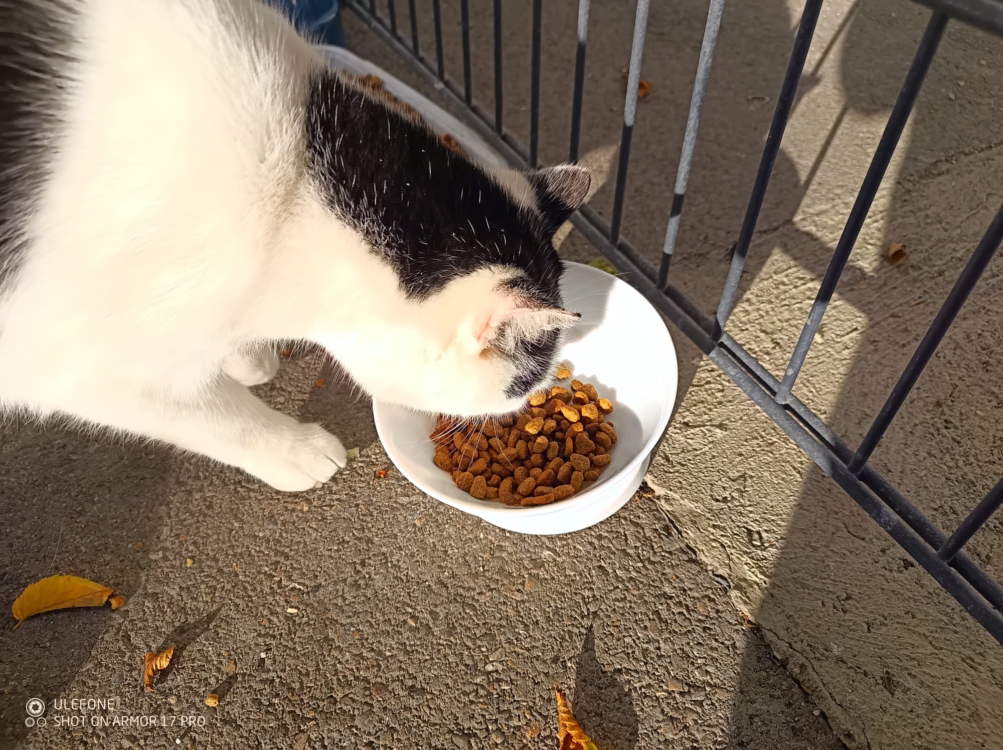 Cat Bowl Stand — STL Grátis | 3DFinder
