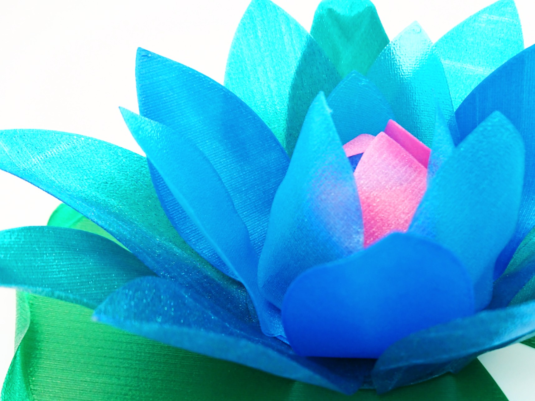 Water Lily (with a hidden secret)