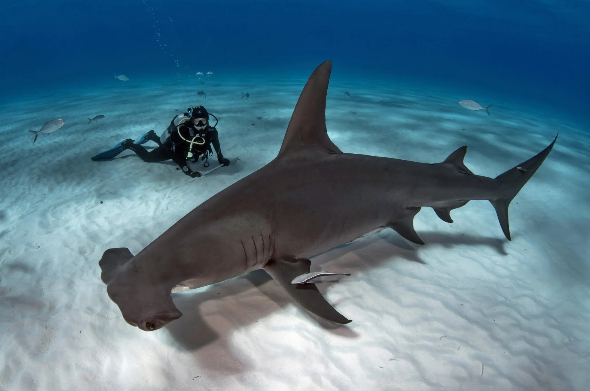 Hammerhead Shark — miniatura 2