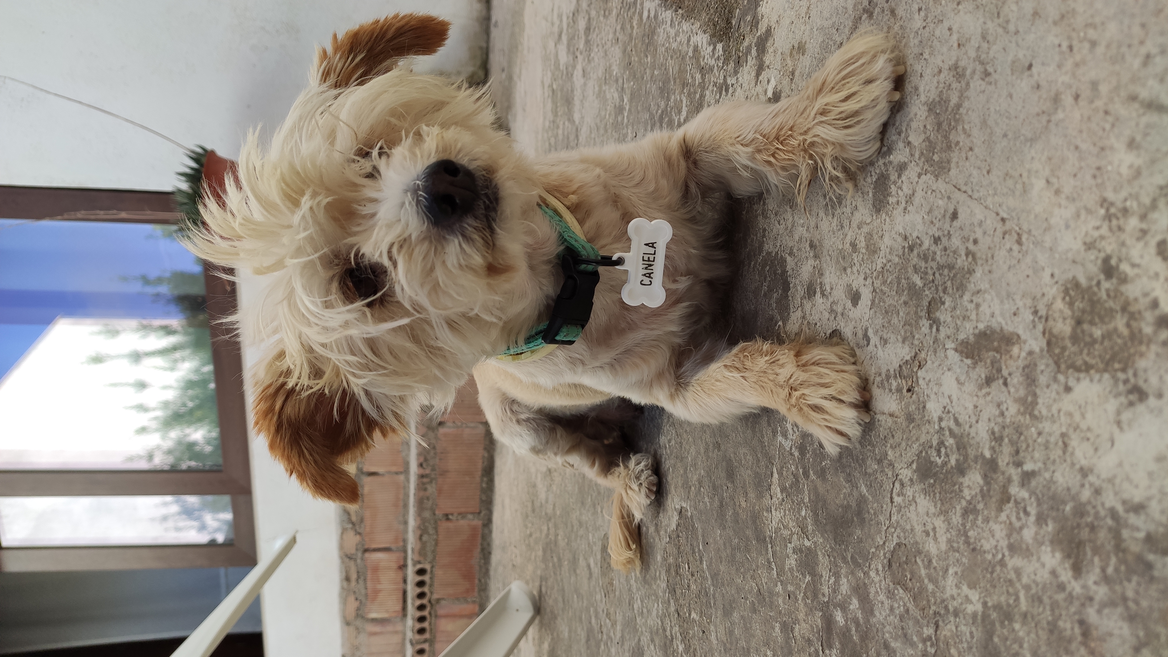 Pet identification tag — miniatura 2
