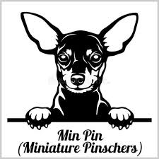 llavero mini pincher