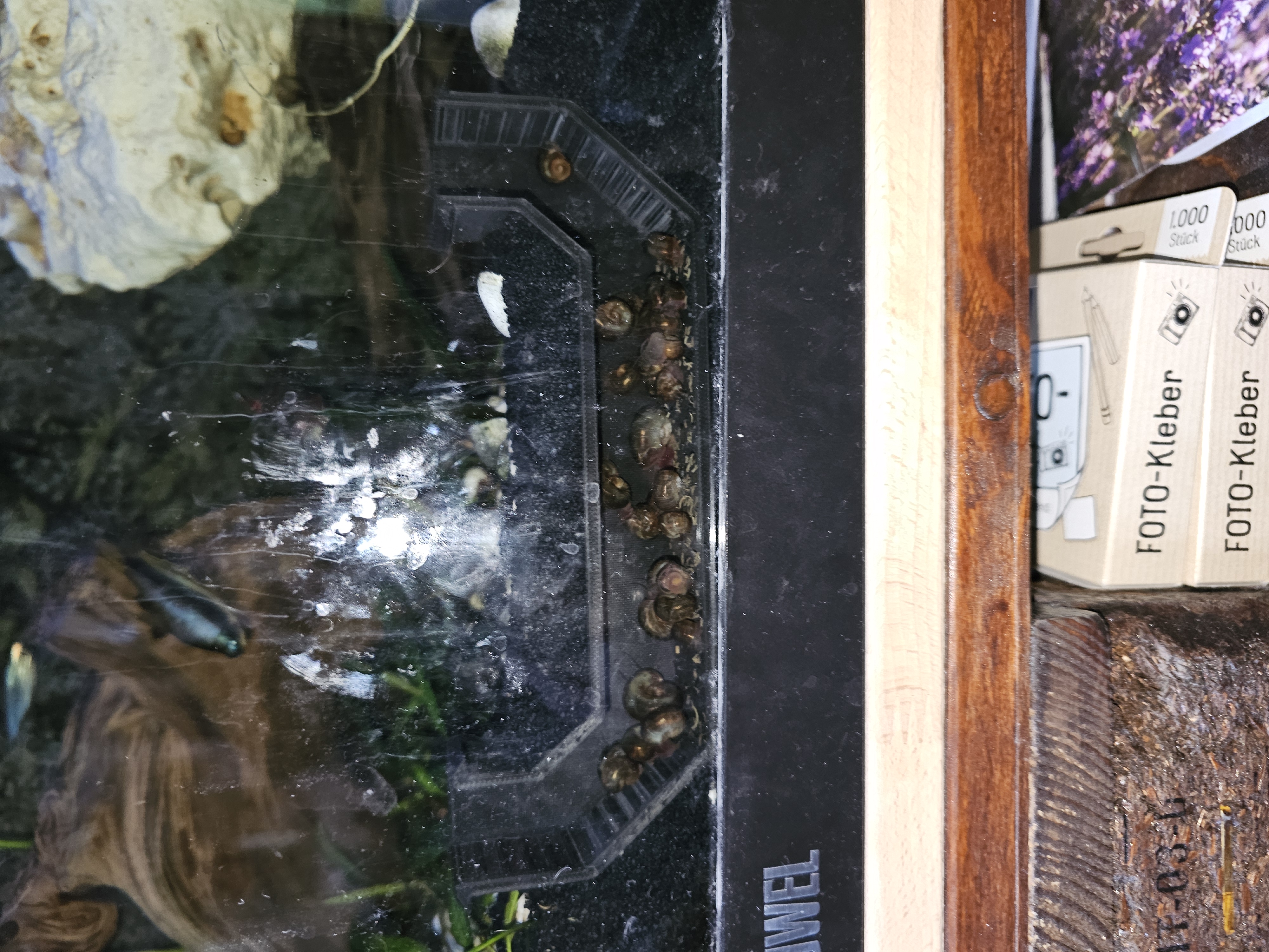 Fishtank Viewing Cave