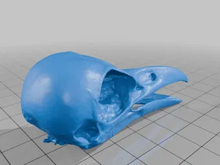 crow skull