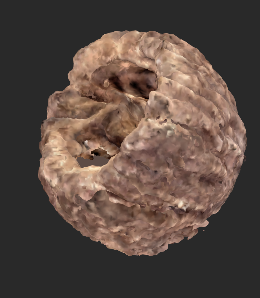 Walnut 3D Scan