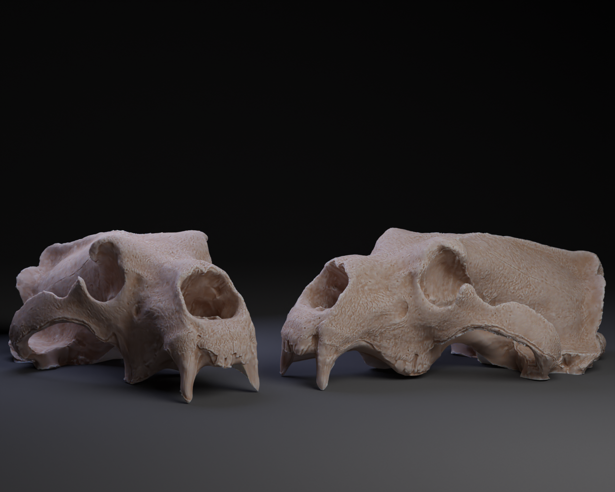 Polar Bear Skull