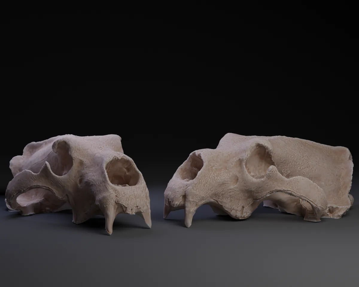 Polar Bear Skull by Peter Farell | Download free STL model