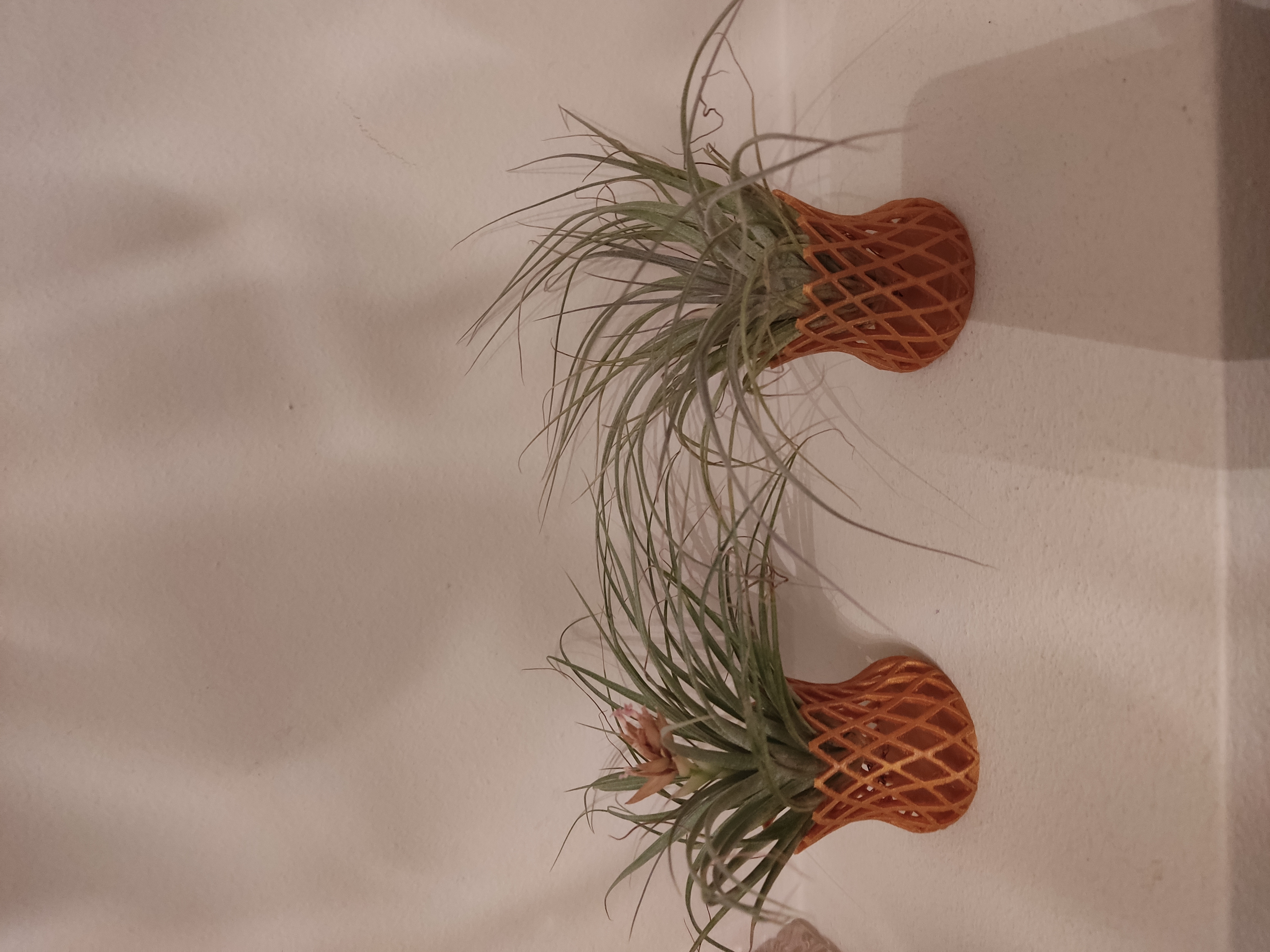 Macetita para air plant