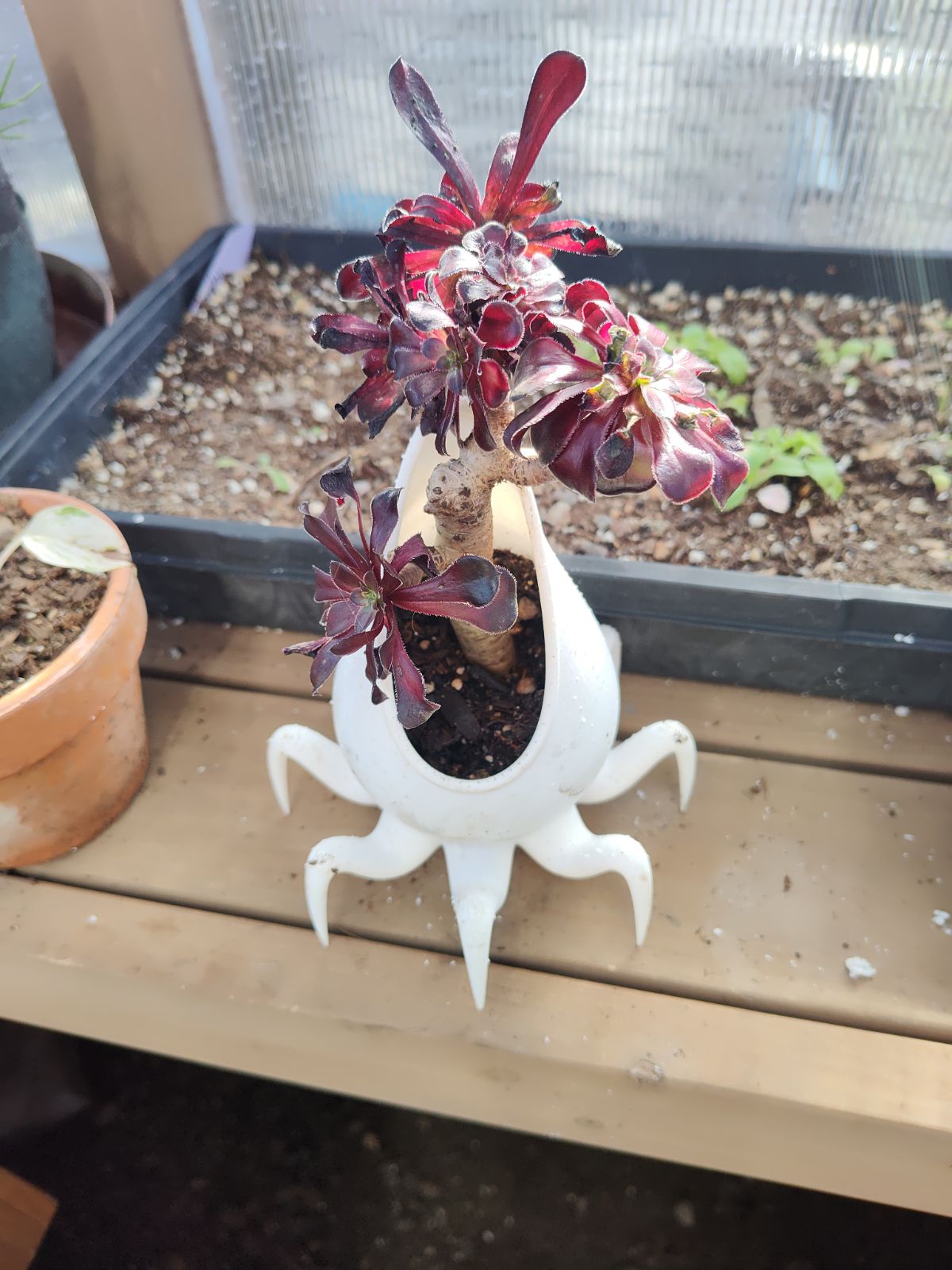 Spider Planter