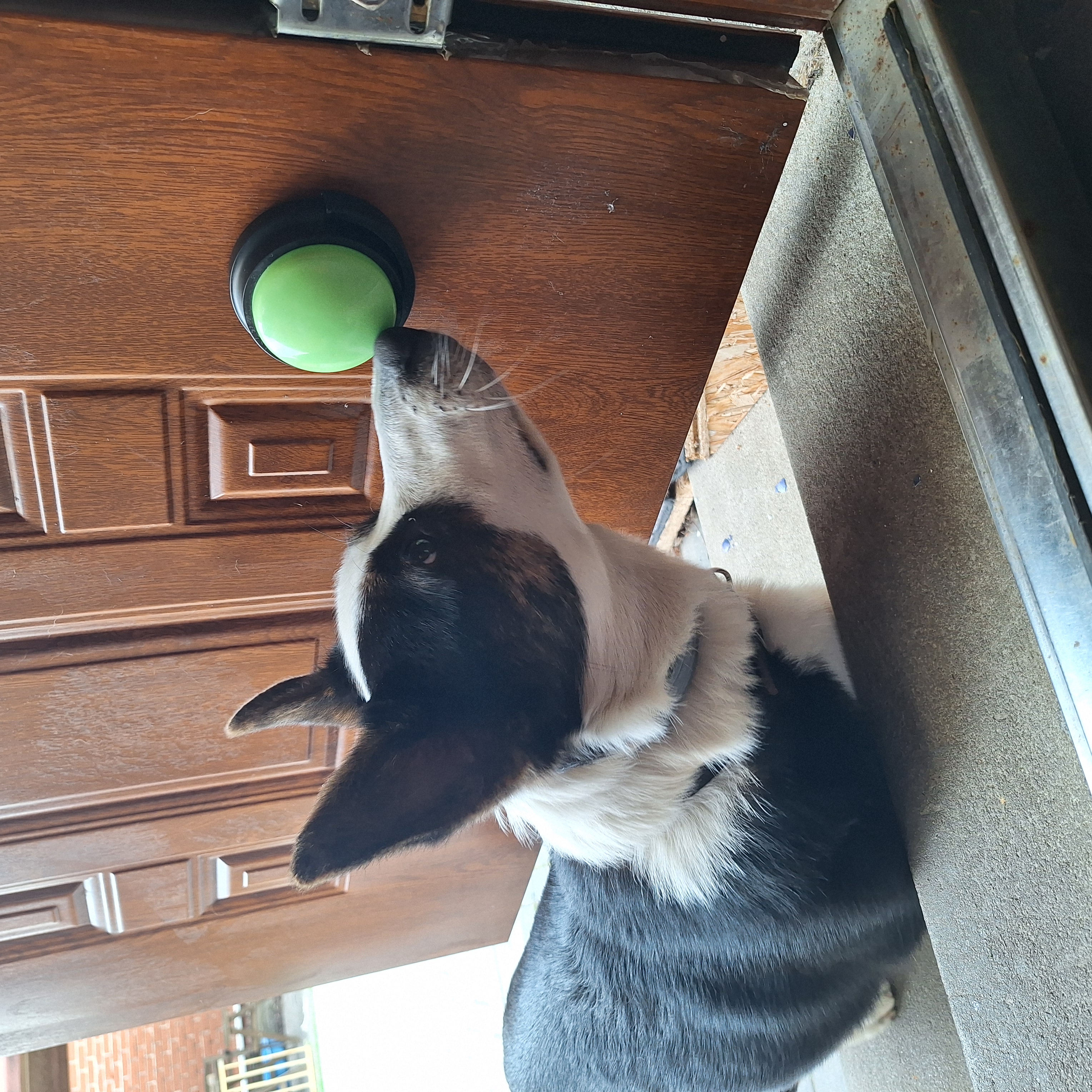Dog Training Button Holder  (⌀ 80 mm)