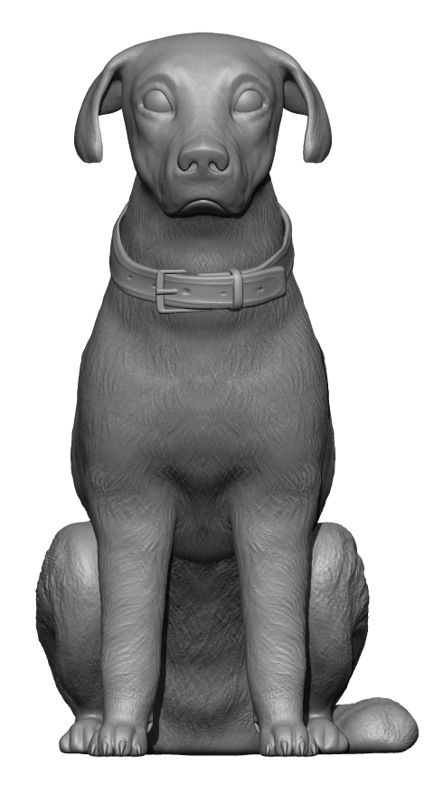 Labrador Retriever Dog  Sitting Pose