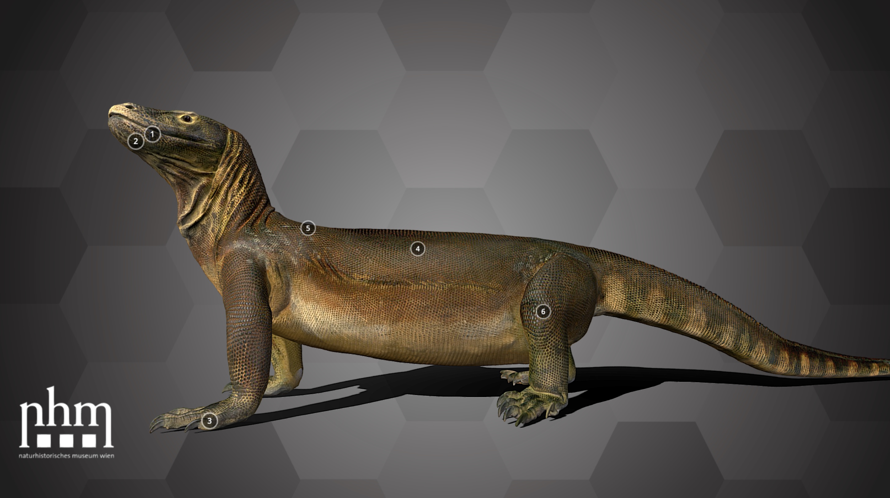 Komodo dragon, Natural History Museum Vienna