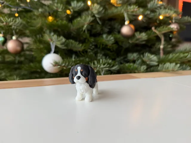Cavalier King Charles Spaniel