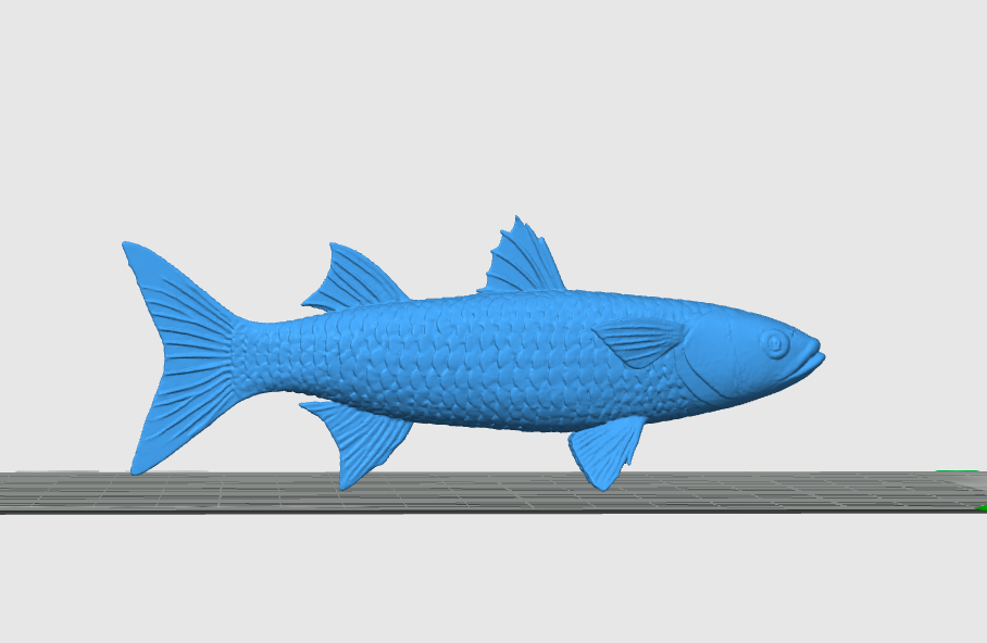 Flathead Grey Mullet/Buri (Mugil cephalus)