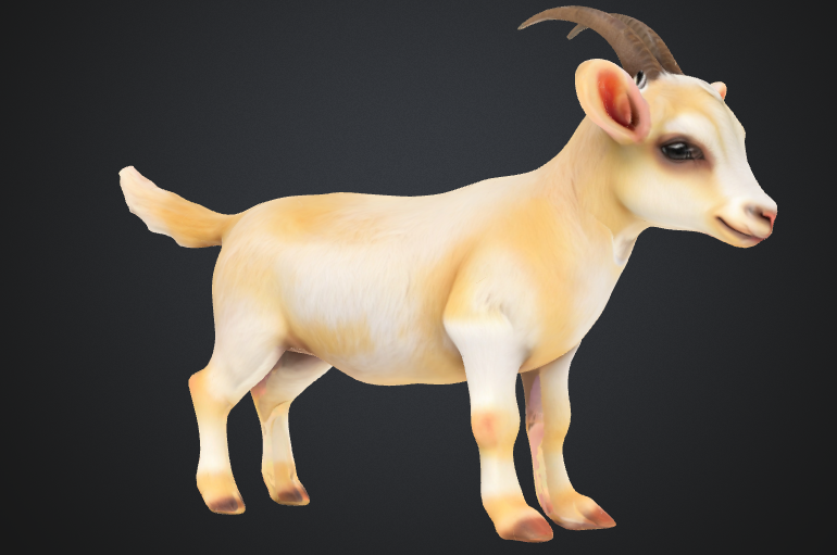 Baby goat