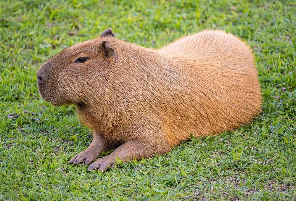 Capybara Lithophanes by Japonec845 | Download free STL model ...