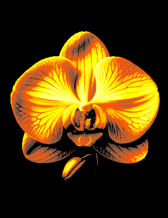 Orchidea "Filament Painting"