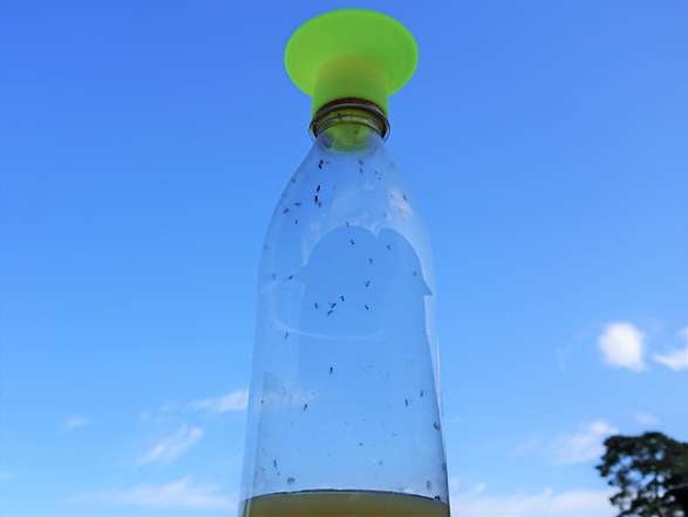 Fruit Fly Trap for Soda Bottle
