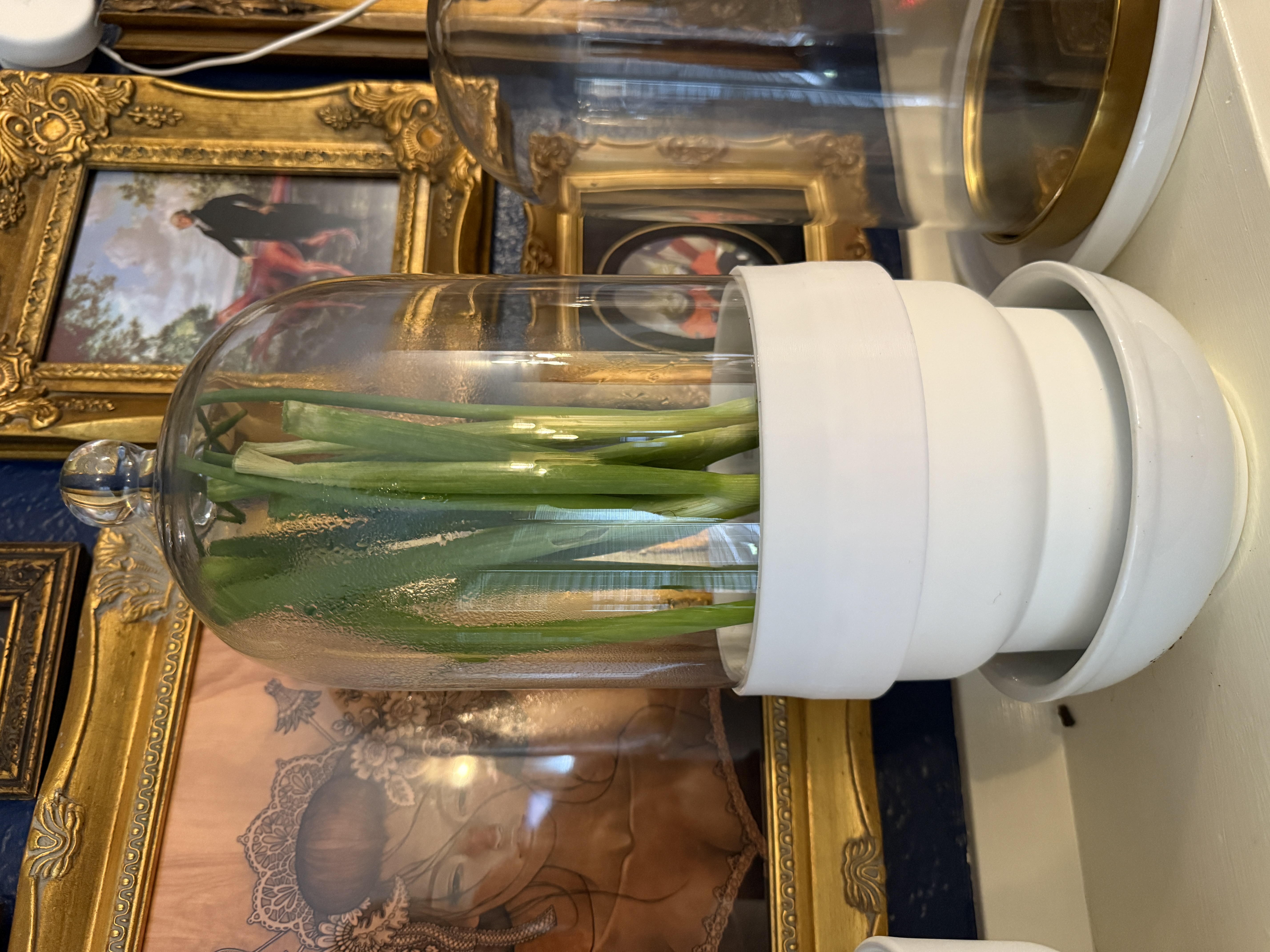 Mini greenhouse using Ikea Morgontidig bell cloche to Forenlig or Drakfrukt flower pot adapter