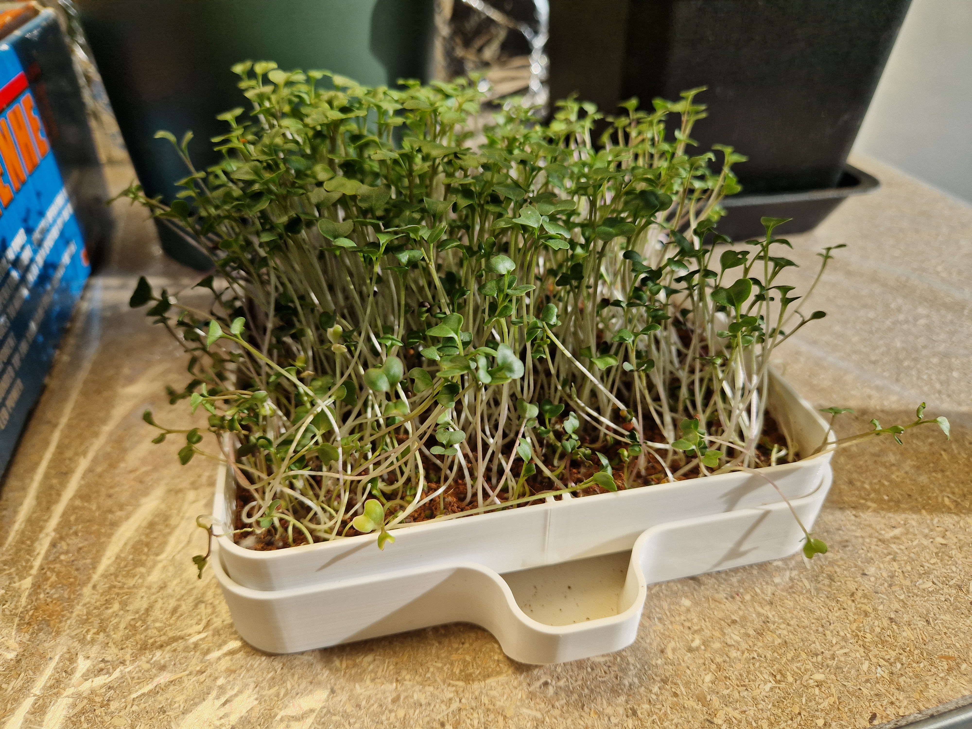 Microgreens sprouting tray