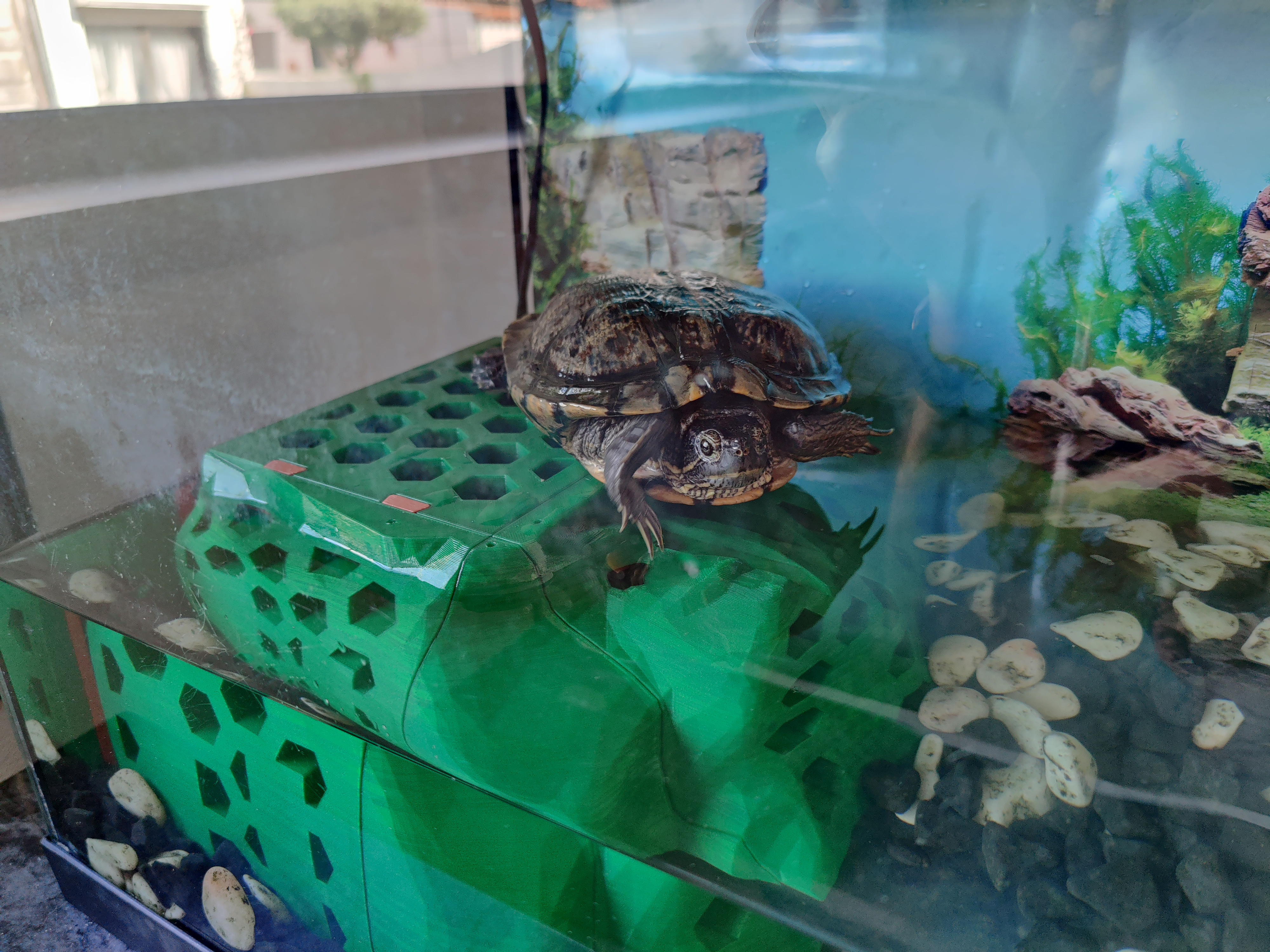 Turtle Dock 2.0