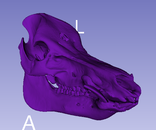 Pig Skull