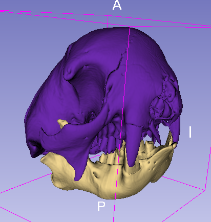 Sloth Skull