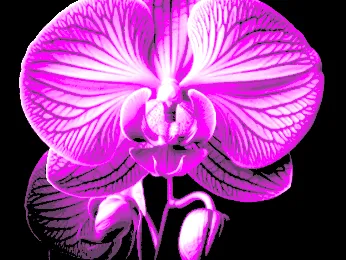 Sweet Orchidea "Filament Painting"