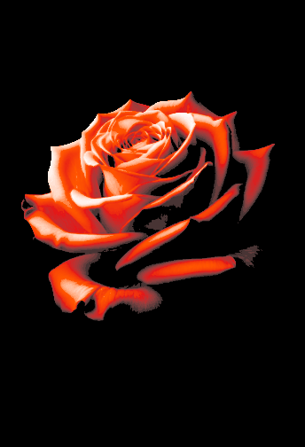 Fresh Rose "Filament Painting"
