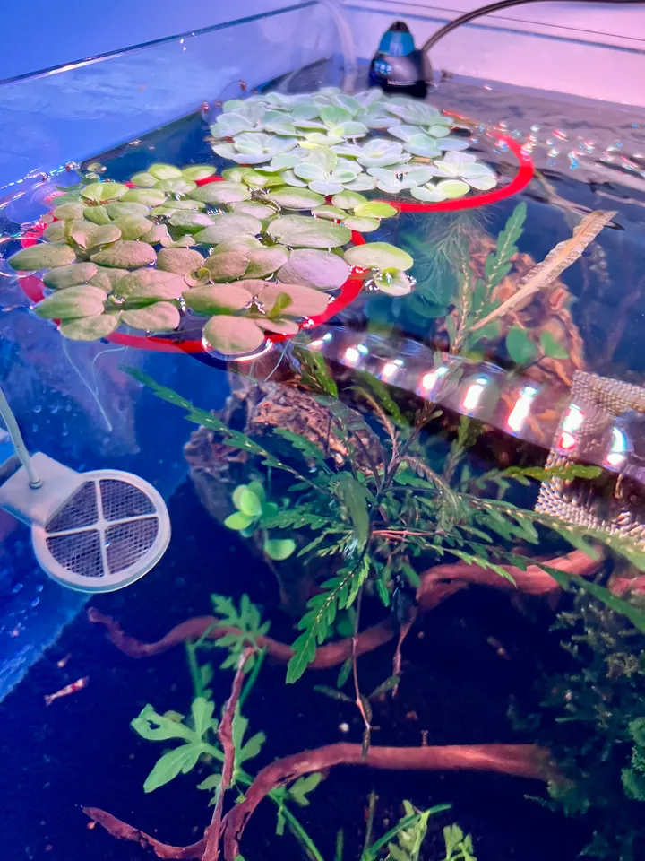 carnivorous plants for indoors Venus Fly Trap Carnivorous Plant