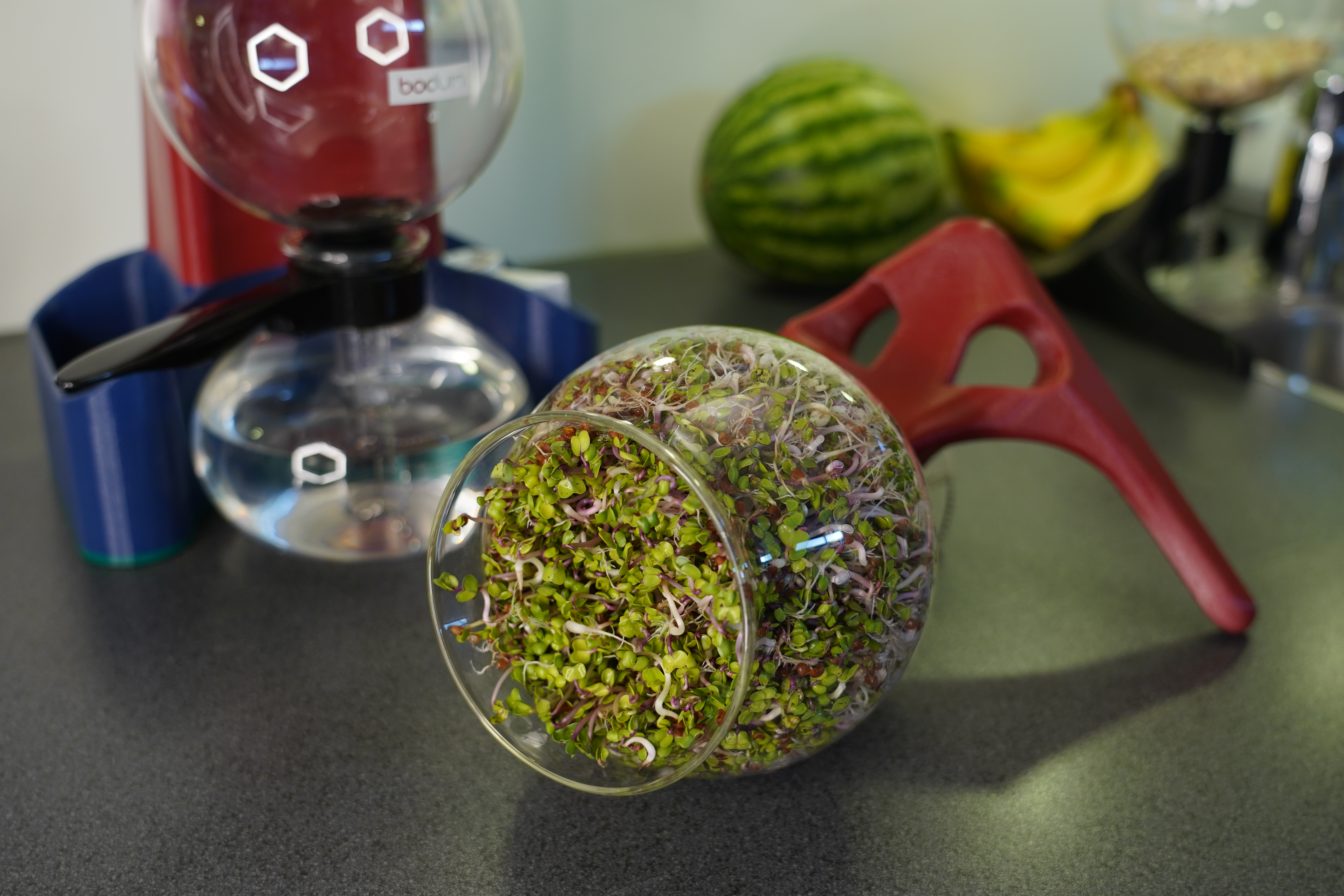 grow fresh sprouts with a coffee maker modification