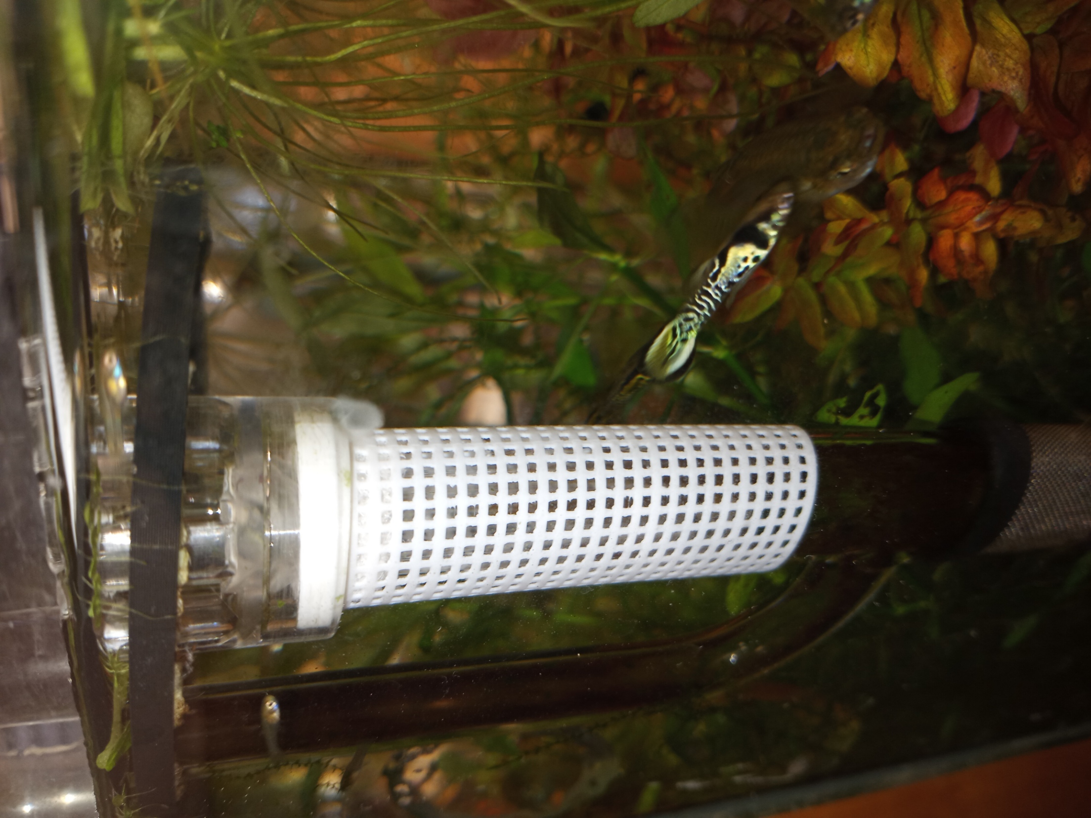 Shrimp (and fry) proof for nano glass lily pipe.