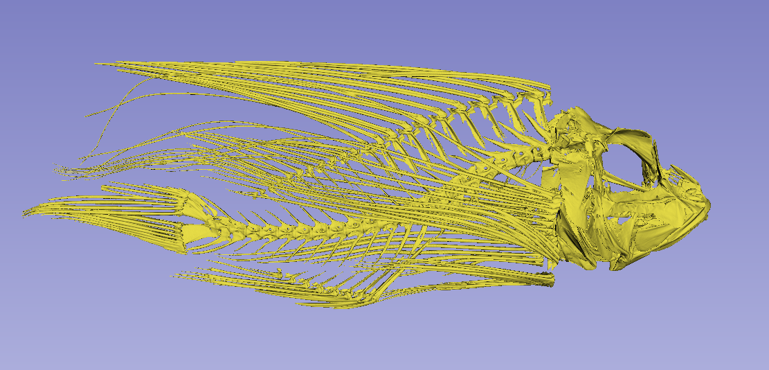 Lionfish Skeleton